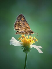 Lady skipper butterfly pollinating Flower bud