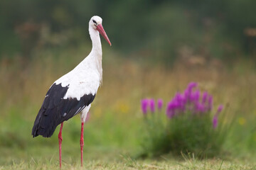 A white stork Ciconia ciconia walking among green meadow Poland Europe