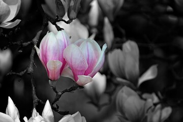 Magnolia flowers with black and white effect