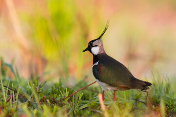 Bird Lapwing Vanellus vanellus on green background spring time close up