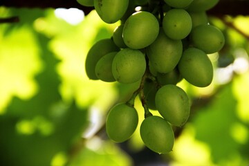Moldova Grape Green Fruit captured hanging on Tree.