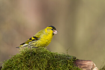 Bird Siskin Carduelis spinus male, small yellow bird, winter time in Poland Europe