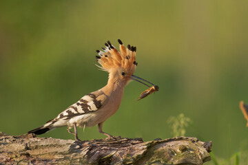 Bird Hoopoe Upupa epops, summer time in Poland Europe