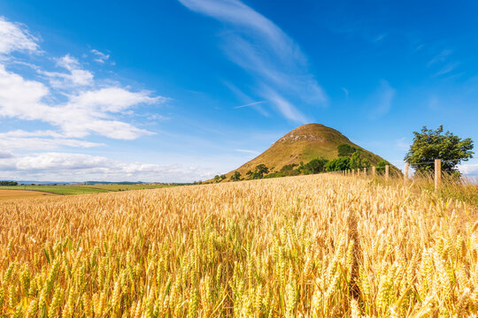 UK, Scotland, North Berwick, Barley field in summer with North Berwick Law hill in background