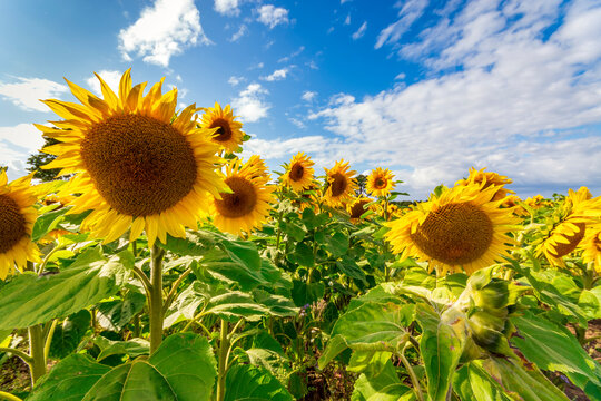 Sunflowers blooming in summer field
