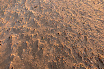 Sandy sea beach with small seashells