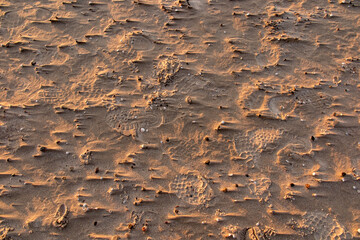Sandy sea beach with small seashells