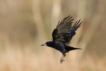 Bird Rook corvus frugilegus landing, black bird in winter time, Poland Europe
