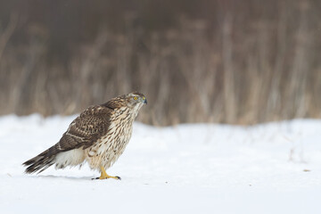 Birds of prey Goshawk Accipiter gentilis juvenile bird hunting time Poland Europe bird walking on the ground snowy winter time