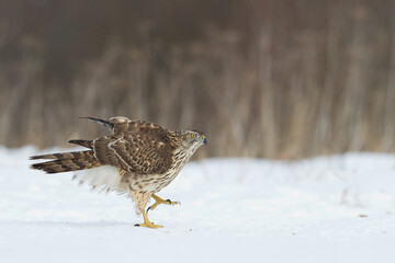 Birds of prey Goshawk Accipiter gentilis juvenile bird hunting time Poland Europe bird walking on the ground snowy winter time