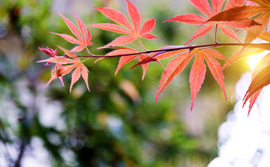 Red maple leaves in autumn