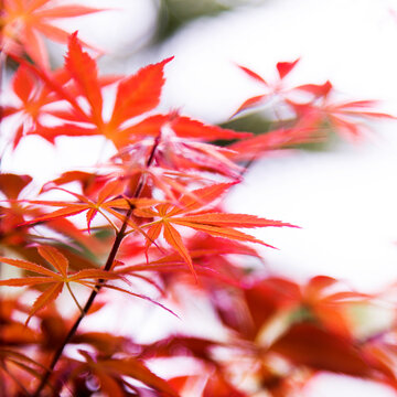 Red maple leaves in autumn