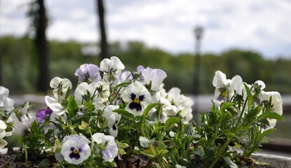 White pansies blooming in flower bed in the park. Blurred background