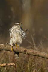 Birds of prey Sparrowhawk Accipiter nisus, hunting time bird sitting on the branch, Poland Europe