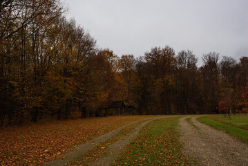 Fototapeta na wymiar Road near the edge of the autumn forest on a cloudy day