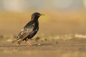 Common Starling Sturnus vulgaris walking on the ground spring time