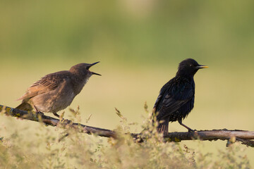 Obraz premium Common Starling Sturnus vulgaris the adult bird is feeding juvenile starling spring time