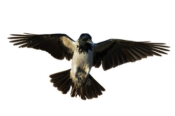 Bird Hooded crow Corvus cornix flying bird isolated on white background silhouette flying bird
