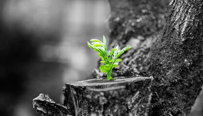 Young plant growing on dead stump