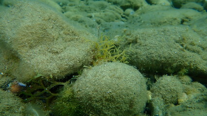 Brown algae forkweed or doubling weed (Dictyota dichotoma) undersea, Aegean Sea, Greece, Halkidiki
