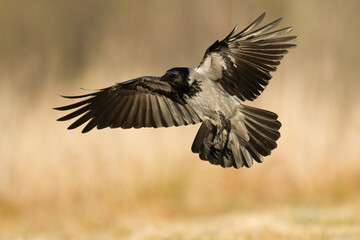Bird - flying Hooded crow Corvus cornix in amazing warm background Poland Europe