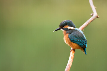 Kingfisher Alcedo atthis common kingfisher, bird - Poland, Europe