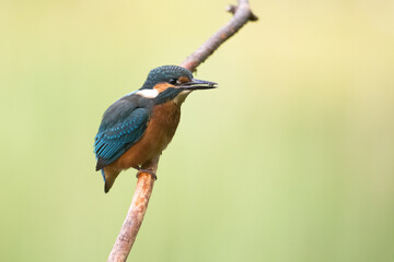 Obraz premium Kingfisher Alcedo atthis common kingfisher, bird - Poland, Europe