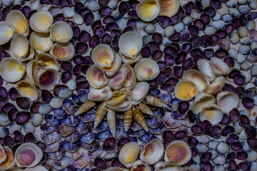 background with shells natural pattern colorful abstraction