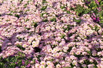 Pink, coral flowers of surfinia (ampelous petunia). Summer flowers. Floral postcard with pink surfinia. Garden, seasonal gardening. Coral surfinia blossom. Pink bloom of surfinia