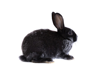 Black rabbit isolated