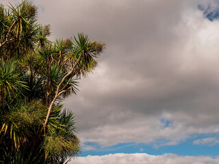 Green tall palm tree and cloudy blue sky. Bad day on a trip to exotic places concept. Cloudy rainy day weather forecast.