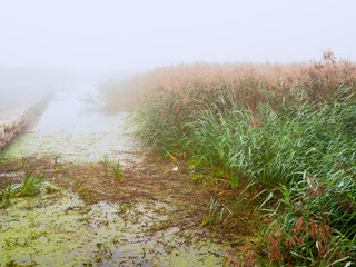 High green grass and lake in a cool fog. Selective focus. Beautiful nature scenery. Warm and cool color. Nobody.