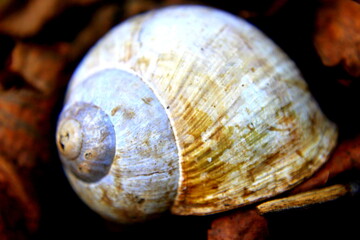 
snail shell in nature