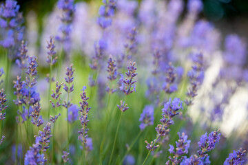 Blooming lavender