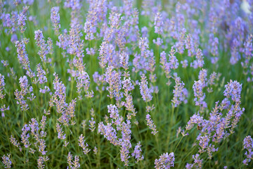 Fototapeta premium Blooming lavender