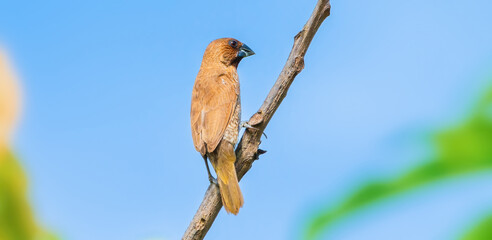The Scaly-breasted munia or Spotted munia (Lonchura punctulata), The bird is perching on a branch of a tree in Chiang Mai, Thailand, a sparrow-sized estrildid finch native to tropical Asia.