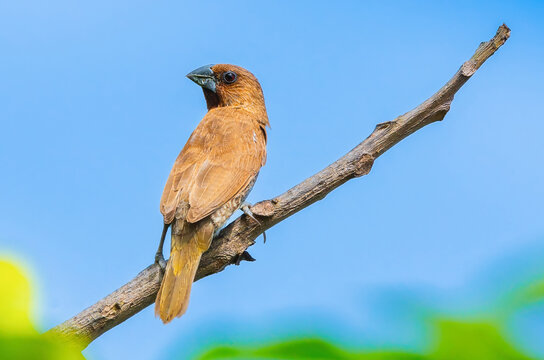 The Scaly-breasted munia or Spotted munia (Lonchura punctulata), The bird is perching on a branch of a tree in Chiang Mai, Thailand, a sparrow-sized estrildid finch native to tropical Asia.