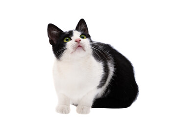 Black and white cat isolated