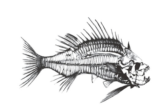 Fish skeleton. Fantastic Sea monster. Doodle sketch. Vector illustration. Isolated on white background.