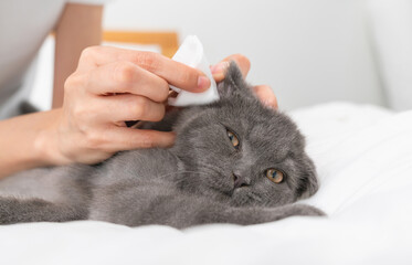 Hand use cotton with earwax cleaning of small blue-black kitten of the Scottish fold breed on white...