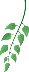 Green leaf design element isolated on transparent background.