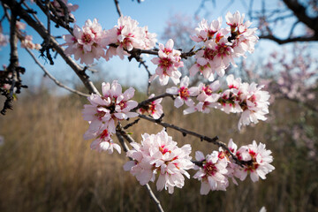 Obraz premium Almond branch with flowers. Many of the disclosed gentle spring.