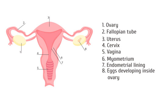 Female genital organs. Infographics, vector illustration