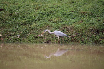 Grey Heron Fishing for its next meal