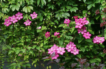 Pink clematis. Green hedge and fence