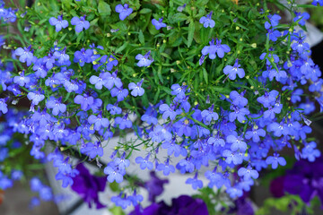 Fototapeta na wymiar Blue lobelia flowers close up