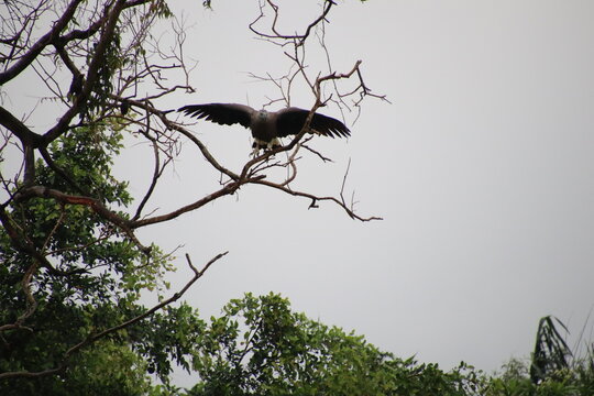 Grey Headed Fish Eagle