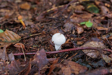 A young white common puffball on the brown foliage of the forest floor