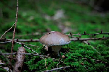 colorful mushrooms on the mossy forest floor