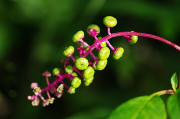 ヨウシュヤマゴボウの若い実